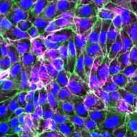 Cells