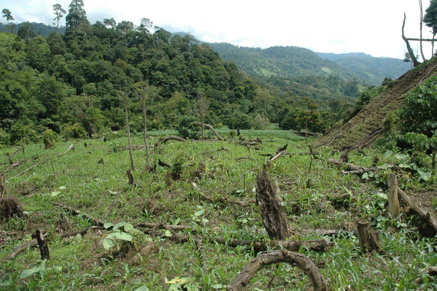 Sumatran Orangutan Population is Up, But Threats Remain (6 of 8)