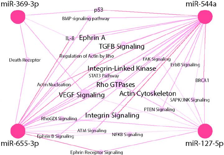 The AIM Pathway