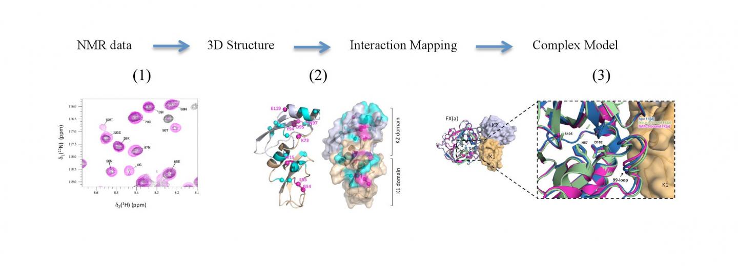 NMR structure of Ixolaris and Factor X interaction