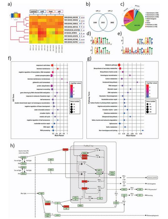 Expression and characteristics of the carrot LHY/RVE family.