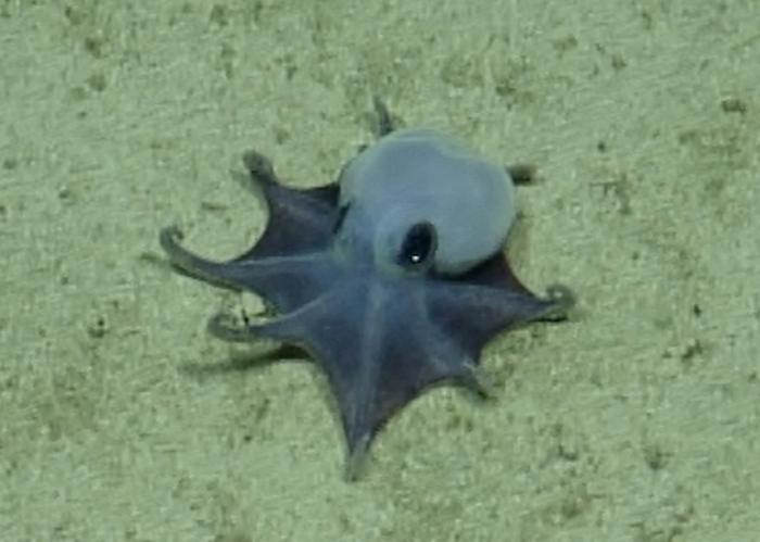 Octopus still