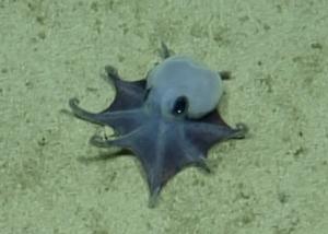 Octopus still