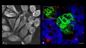 How Tiny Fat Droplets Help an Embryo and Mother “Talk”