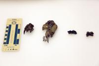 Four Fossils