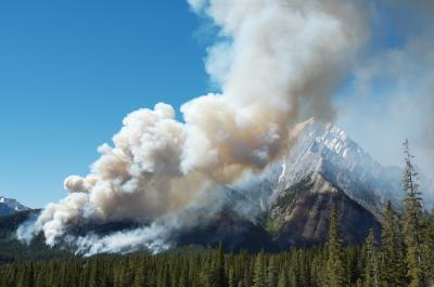 Forest Fire (1 of 2)