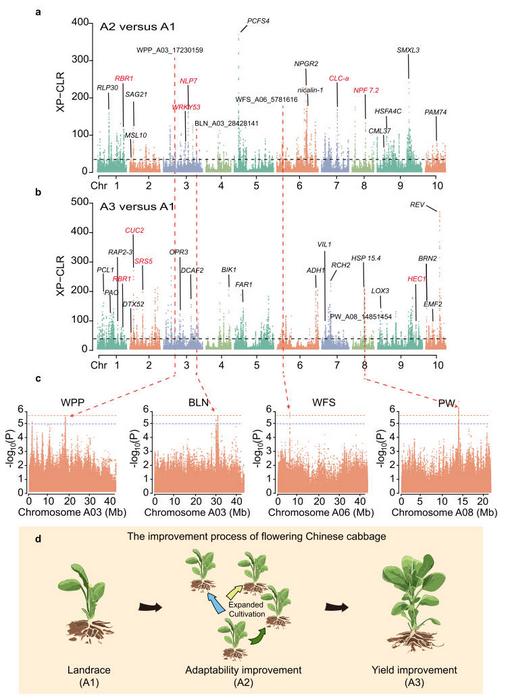 Genome-wide analysis of selective sweeps during modern flowering Chinese cabbage breeding.