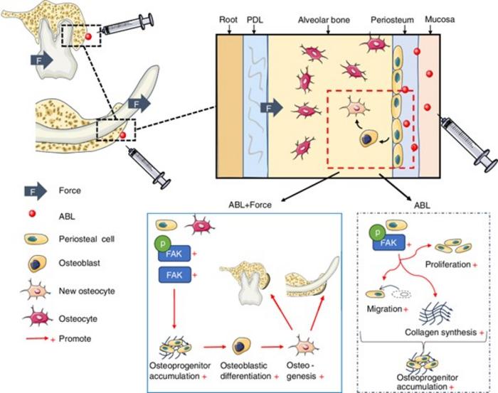 The therapeutic effects of combining abaloparatide (ABL) with mechanical force