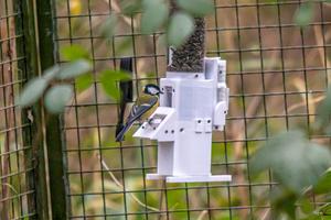 RFID tagged great tit using RFID feeder.