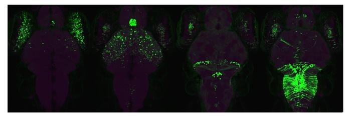 Cell-specific expression induced by Cro/OR3 system