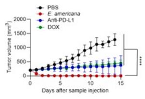 Figure 1. Anticancer efficacy and Tumor response.