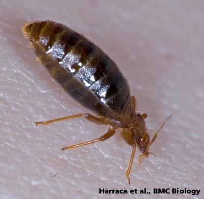 Bedbug