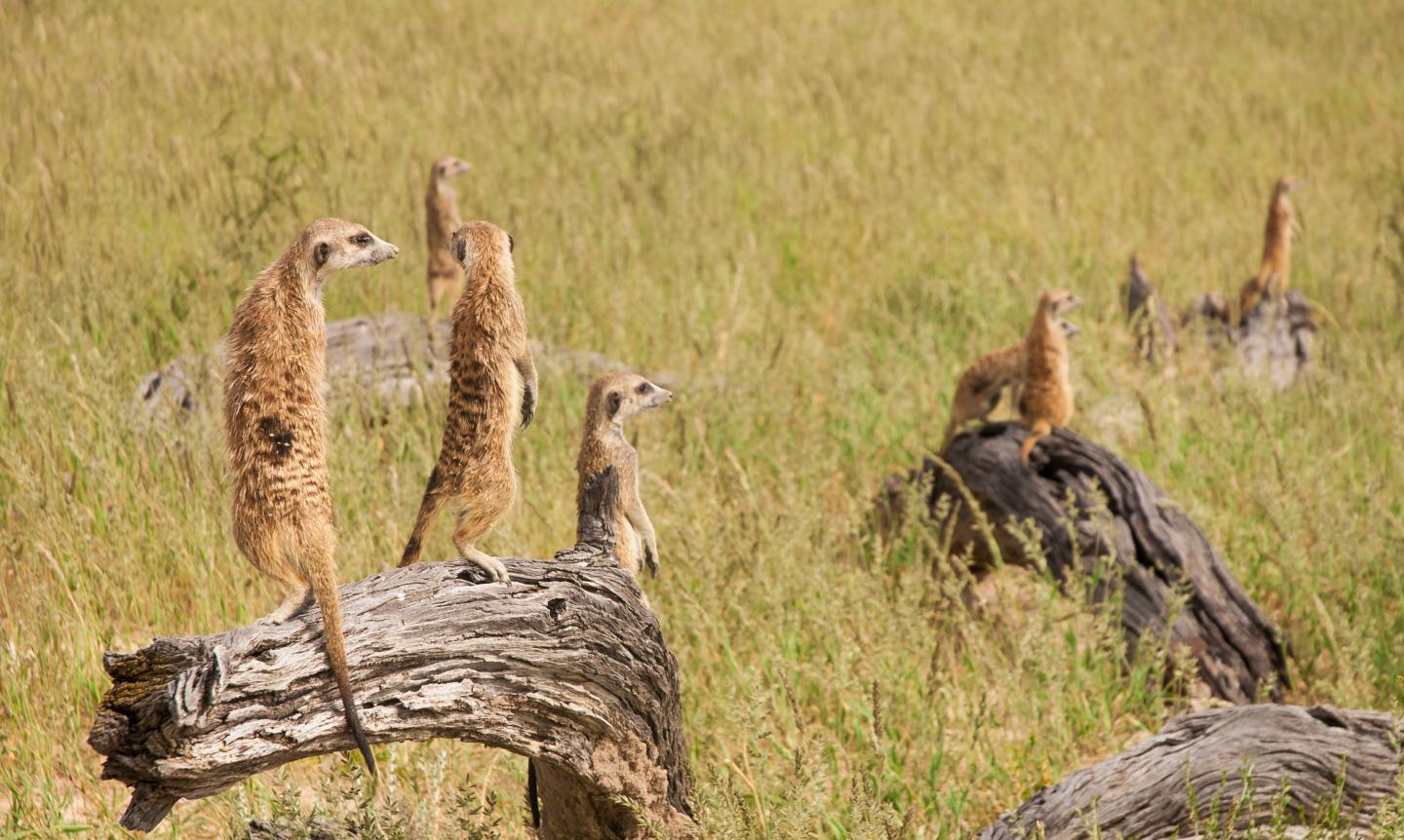 Meerkat Sentinels