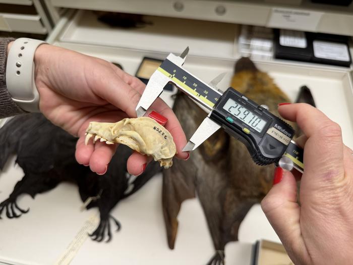 Skull measurement