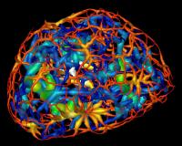 Connectivity of Genetic Material in a Mouse Neuron