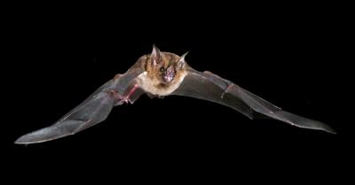 Seba's Short Tailed Fruitbat