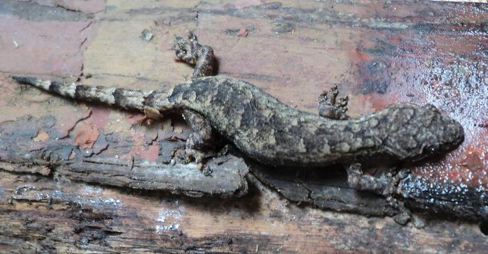Male paratype of Hemiphyllodactylus ziegleri.
