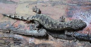 Male paratype of Hemiphyllodactylus ziegleri.