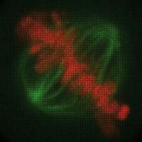 Genes Involved in Cell Division