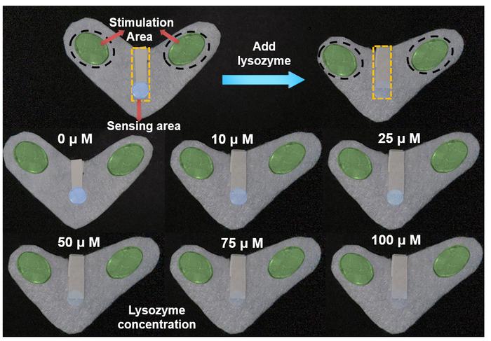 Smart Eye Patch Uses Fluorescence to Monitor Eye Health