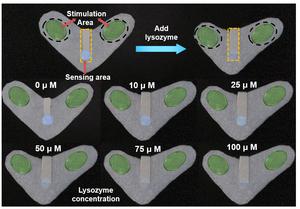 Smart Eye Patch Uses Fluorescence to Monitor Eye Health