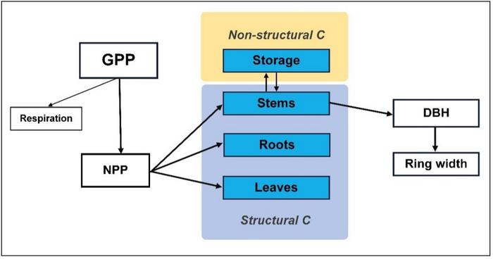 A carbon storage pool for the stem was added to 3-PG for tree-ring simulations.