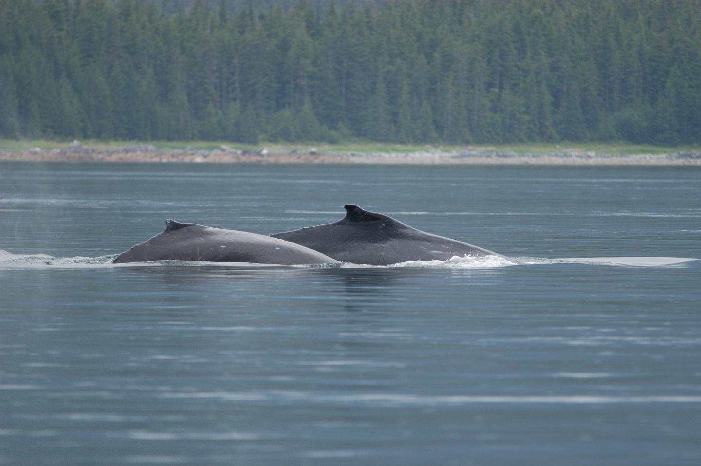 Humpbacks