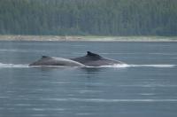 Humpbacks