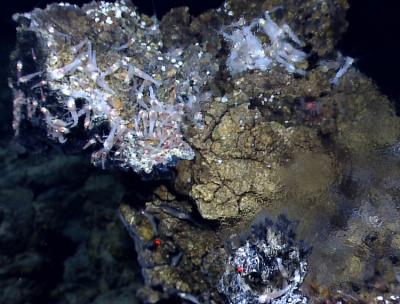 Von Damm Vent Field