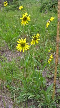 Helianthella quinquenervis