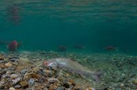 Dolly Varden Eating Salmon Eggs