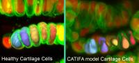 Zebrafish, Pediatric Patients and DNA Biobank-Linked Electronic Health Records Inform Research Study