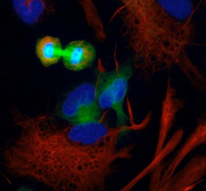 Stem Cell Replication