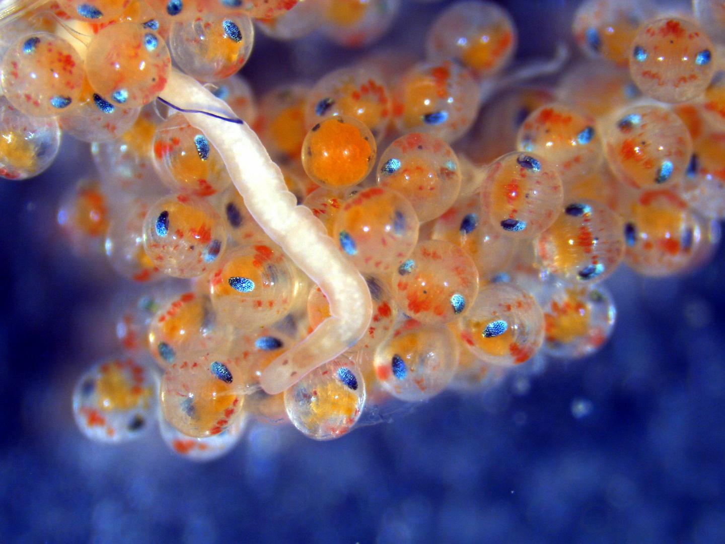 Carcinonemertes conanobrieni worm