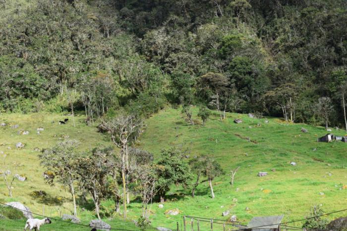 High Andes