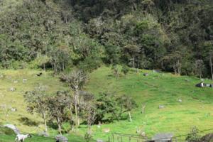 High Andes