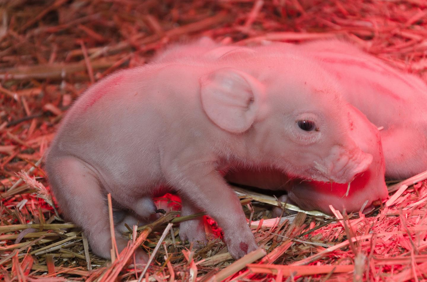 Shaking Piglets