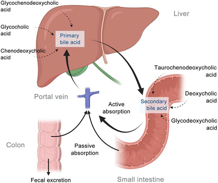 Integrated Analysis of Serum and Fecal Metabolites Reveals the Role of Bile Acid Metabolism in Drug-induced Liver Injury: Implications for Diagnostic and Prognostic Biomarkers