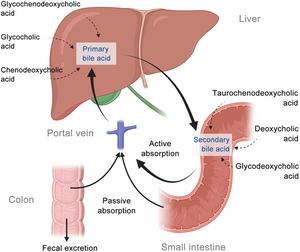 Integrated Analysis of Serum and Fecal Metabolites Reveals the Role of Bile Acid Metabolism in Drug-induced Liver Injury: Implications for Diagnostic and Prognostic Biomarkers
