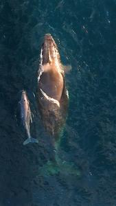 A mother and baby whale swim at Kiama, New South Wales, Australia