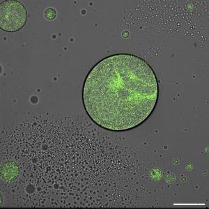 Synthetic droplets driven by enzymatic activity