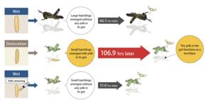 locust graphical summary