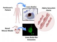 Visual Summary of this Study