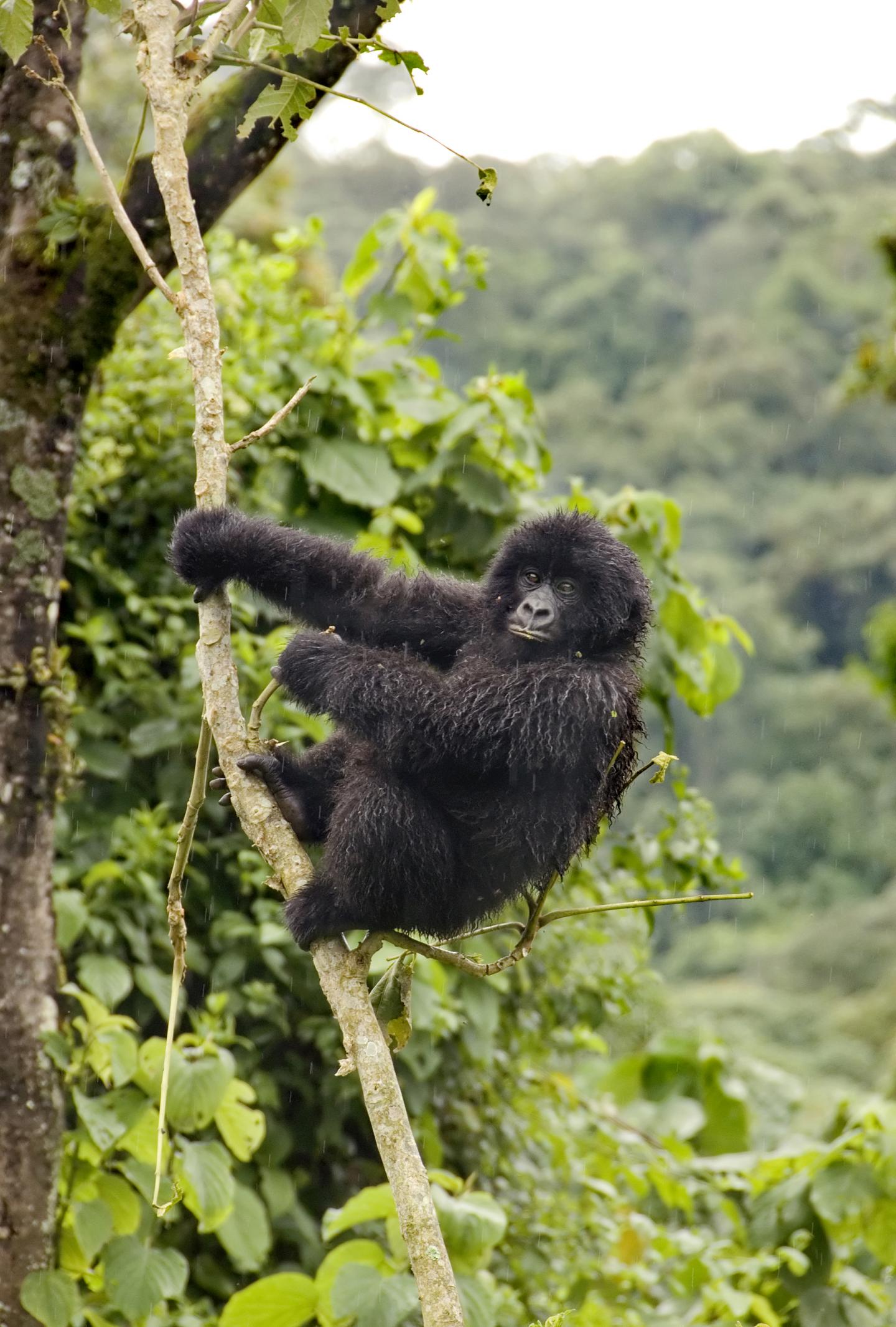 Human-driven Extinction of World's Primates Imminent but Preventable, Say Primatologists (19 of 19)