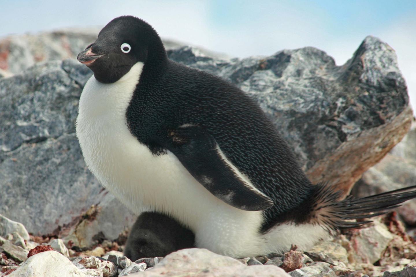 Penguins