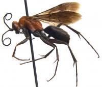Spider-hunting Wasp