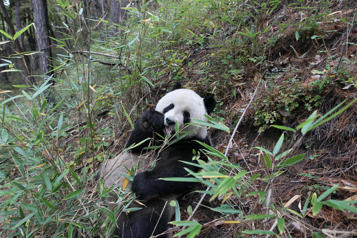 Wild Giant Panda