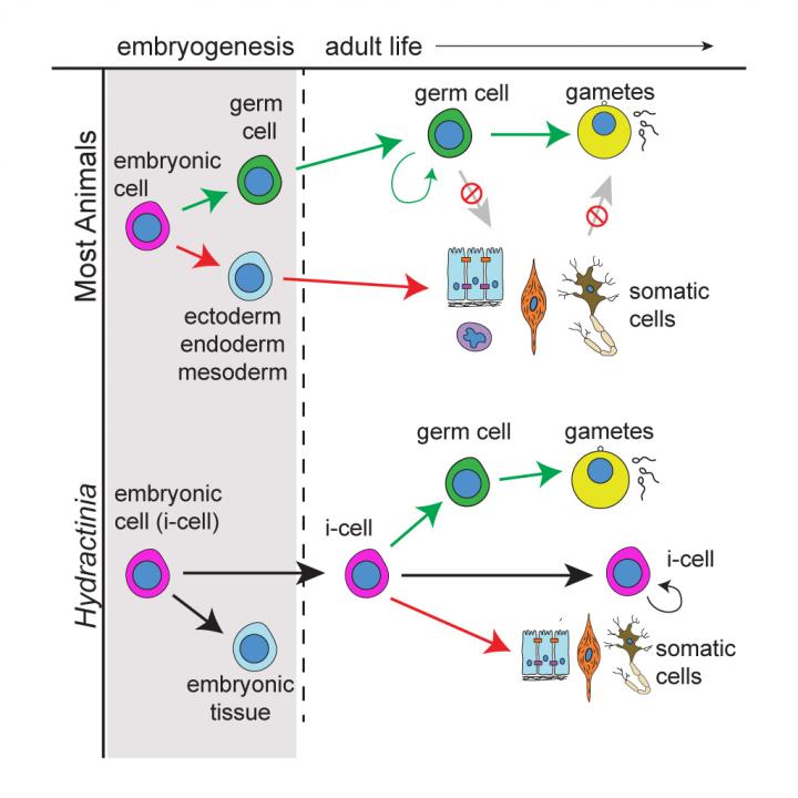 Embryogenesis and development