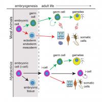 Embryogenesis and development