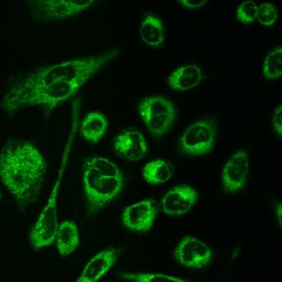 Cells